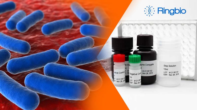 Ringbio has released a multispecies brucella antibody competitive ELISA kit