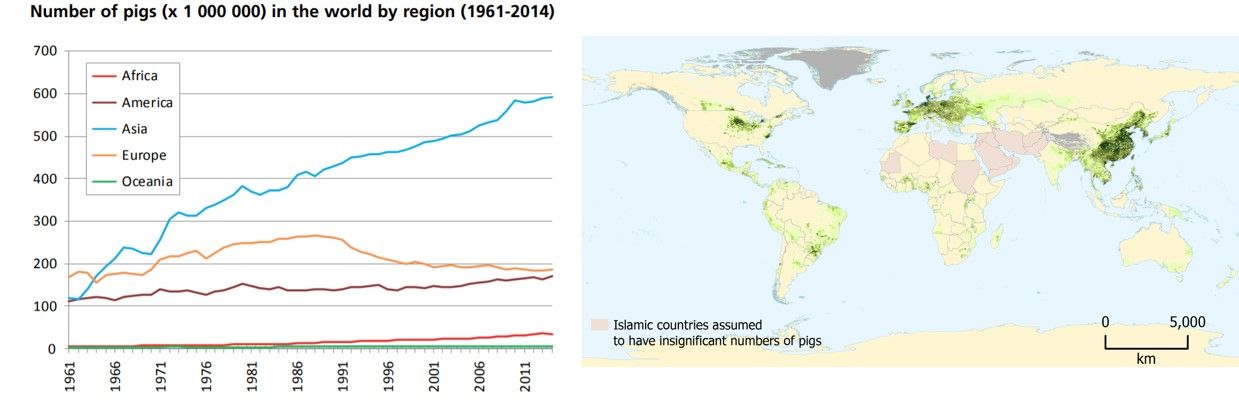 African Swine Fever, a fatal killer of pigs